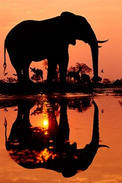 wonderous-world:  Elephant in Chobe National Park, Botswana by Frans Lanting 