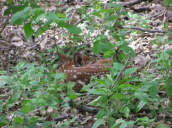 I met this little beauty a few years ago out in the woods.  Mommy deer was out eating and its camouflage was so good I almost stepped on it before I saw it.  Luckily I had a good camera with me that had a decent zoom lens so I could get a few pictures