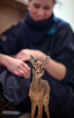 doggos-with-jobs:  Baby dik-dik at the Chester Zoo. His name is Thanos.