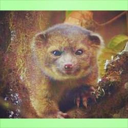 Say hello to the #Olinguito this #adorable #little #furball that looks like a mix between a #cat and a #teddybear is the first time a #carnivorous #mammal has been discovered in the #Americas in 35 years. #animals #wildlife #nature #nerd_status  @natgeo