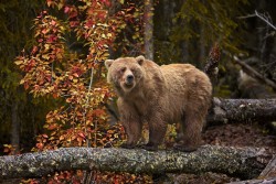 fuck-yeah-bears:  Momma Grizzly Here II by Buck Shreck