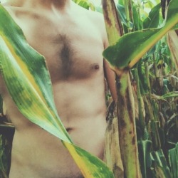 indecence:  Me hidden naked in a cornfield 