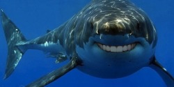 modern-times-vintage-mind:  baiosbootybutt:  guy:  idreameater:  sharks with human teeth are less scary :D  this is too much  is that Steve Carell  I don’t know how but I can see it 