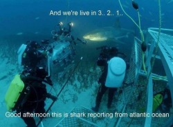 notnumbersix:  lightning-bolts-and-late-nights:notnumbersix it’s your favorite news anchor. I saw this and laughed so loudly my kids thought I had lost my mind. Ah, just imagine a shark news anchor. Glorious.