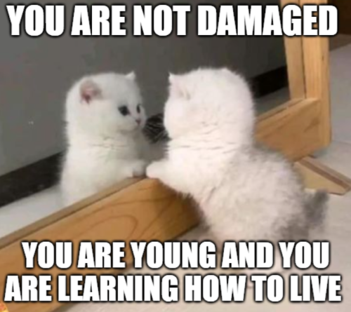 soft-spoonie:[ID: A photo of a fluffy white kitten looking at itself in a mirror. There is bold white text on the top and bottom of the image. It is in caps. It reads:“You are not damaged”“You are young and learning how to live.”/End ID]