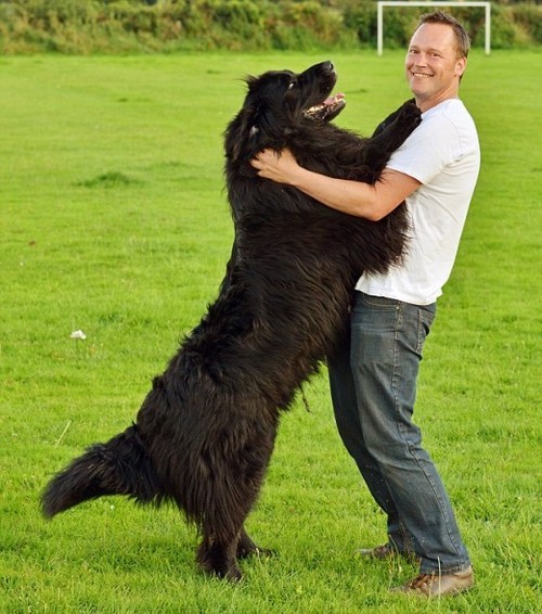Newfoundland Dog Size Comparison