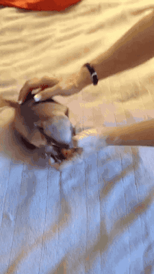 welele:  witdiseased:  toffeecape:  cosmictuesdays:  gifsboom: Baby armadillo. Humans will pet anything.  How wonderful, then, to live on a planet full of creatures that like to be petted!   Pues vaya basura de armazón…
