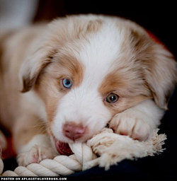 aplacetolovedogs:  World, meet the most adorable mini Australian Shepherd puppy Koa! I’m naughty, energetic, friendly, loyal and I know I am irresistible! @koatheminiaussie For more cute dogs and puppies