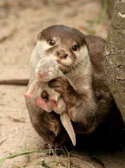 thecutestofthecute:  Mommy animals with their babies Request by fragilebydesign  