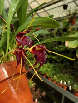 orchid-a-day:  Masdevallia rolfeanaSyn.: Reichantha rolfeanaJuly 6, 2018 