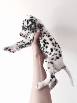awwdorables:   tiny dalmatian 