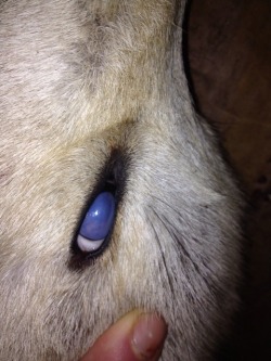 naturepunk:  Sneak peak of a new pelt (pictured still on the carcass) that I’ll be sending off to the tannery next week!