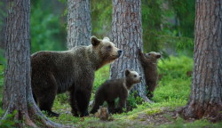 fuck-yeah-bears:  Mother Bear with Cubs by Lauri Tammik