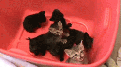pidgylikes:  breeannabodybag666:  riahreah:  he meows so hard he falls over :o  omg i want them all.  don’t do this to me tumblr 