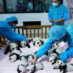 And I so want this job! #panda #cute #instagood #likeforlike #pandabear #asians #likes #funny #pandas #pandaexpress #instapandacool #bestoftheday follow for more awesome posts  Bonafidepanda.com