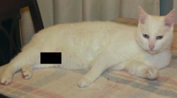 clickholeofficial:We Censored This Cat’s Penis To Prove A Point