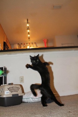 lipstickstainedlove:  replasy:  unamusedsloth:  &ldquo;Thank you, you’ve been great.&rdquo;  give em the ol razzle dazzle  I just laughed so hard my cat ran away from me 