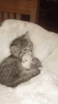 thebestoftumbling:kitty bathing his chick friend  mds que fofura *.*