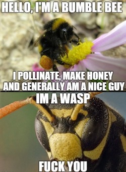 memeguy-com:  Wasps are total dicks  I&rsquo;m a wasp too then.