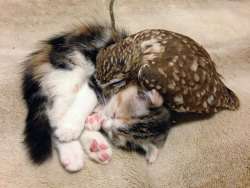 awesome-picz:    Kitten And Owlet Become Best Friends And Nap Buddies   Too. Cute. Ahhhh! &lt;333