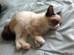 ohhcory:  intoxifaded:   pakao:   sunpeach:   omg his paws are so weird   my favourite thing about this cat is that its name is Tard and I’m 99% sure it’s a girl   His paws are weird because humans have overbred and fucked up the genetic makeup of
