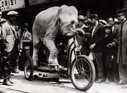 An elephant from the American vaudeville stage riding a specially constructed tricycle, 1918.