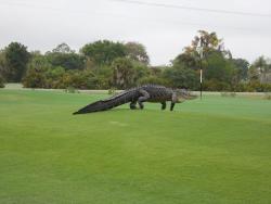 cave-kommand:  princeowl:sixpenceee:This giant alligator was photographed roaming a golf course in Florida.leave him alone hes just trying to golf  i didnt know mayadile is a golf fan
