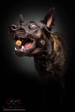 laughingsquid:  German Photographer Captures Wonderfully Candid Shots of Dogs Eagerly Catching Treats