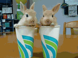 stricklybunnies:  Two cups of bunnies please🍹  Noses