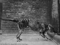historicaltimes:  A thylacine or ‘Tasmanian tiger’ in captivity, circa 1930. The last thylacine died in captivity in 1936. . via reddit