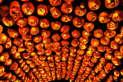 odditiesoflife:  The Great Jack O'Lantern Blaze Held every year in New York, the Great Jack O’Lantern Blaze is a 25-night-long Halloween event featuring some 5,000 hand-carved, illuminated pumpkins arranged into dinosaurs, witches, zombies, and other