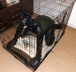 caged mutt