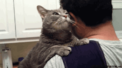 liftingandcats:ladynehemah:Anyone who says animals have no real emotions has obviously never spent any time with one.i want to crryyyyyyy