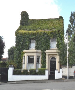 vwcampervan-aldridge:  House covered in Boston Ivy, taken last summer, Wednesbury, West Midlands, England