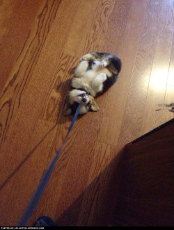 aplacetolovedogs:  Corgi Puppy Is Too Darn Cute  I want to walk my new Corgi puppy, but his refusal is just too darn cute! Looks like this little fella would rather play than go for a walk! EnderVoiden