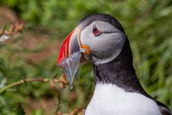 visualizedmemories:  “A puffin with sand eels” An icelandic puffin (isl. Lundi) captured in the East of Iceland 