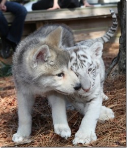 thecutestofthecute:  Wolf Pups and Tiger Cubs Playing  funnypicturesabout.com 