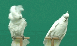 becausebirds:  avianawareness:  Cockatoos never un-intensify.   Spooking your friend during a scary movie. 