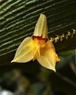 orchid-a-day: Lepanthes actias-luna January 24, 2018 