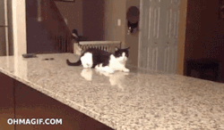 attackoncoffee:  roses-n-kittens: Man, cats are weird…(a collection of my favourite cat gif’s) 