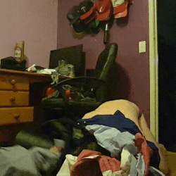 pupjolt:  slipperypanther: megavampireunicorn:  pupaelus:  slipperypanther:  When puppy is supposed to clean but all he wants to do is play in the dirty laundry!  This is adorable  when the puppies start re-blogging each other &lt;3 now i just need to