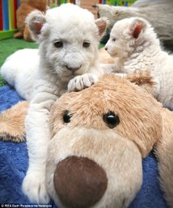 phototoartguy:  They won’t be so cute when they’ve grown up! Adorable white lion cubs cause a stir with their playful antics  The pair were born last month at Zoodoo Wildlife Park in Tasmania Zoo officials are letting the public decide on the brothers’