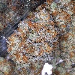 weedporndaily:  CCC Cream! This awesome flower just hit our shelves recently and I must say it is amazing!!! by ccc_northseattle http://ift.tt/1vY1cBh