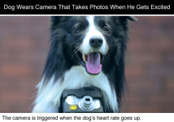 sonoanthony:  tastefullyoffensive:  Video: Grizzler the Border Collie is the World’s First Canine Photographer  i love this 