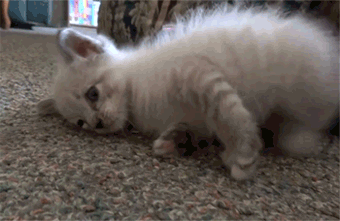 Kitten Cats Gif | Wifflegif