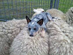 drgrlfriend:  castiel-knight-of-hell:  sweet-bitsy:  awwww-cute:  An Australian Blue Heeler goes to sleep on top of the flock it has herded  THIS IS IT THIS IS THE POST THAT KILLED ME BECAUSE AFTER A LONG DAY OF HERDING SHEEP, THIS PUPPY HERE HERDED WITH