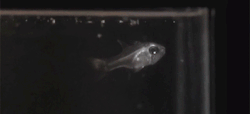 reticentrhino:  prince-of-desire:  It’s like a real life Pokemon and I want it.  &ldquo;#WHAT IS IT&rdquo; I looked it up! The fish here swallowed a zooplankton called an ostracod, which bioluminesces as a stress response. This glowing makes the fish