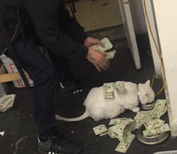 disgustinganimals: actual video capture from the upper level of the NY stock exchange trading floor. this is where your money’s going folks.  well&hellip; yeah, where did you think the money went? Do you NOT want to pay our feline overlords? I don’t
