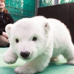 Ahhhhhhh baby polar bear! #adorable #cute #baby #bear #awwww