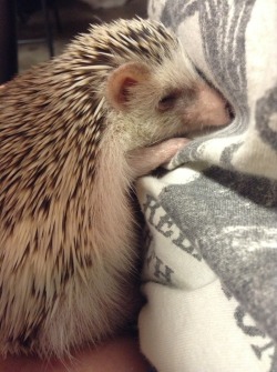 My hedgie , his name is chronic, loves to cuddle.
